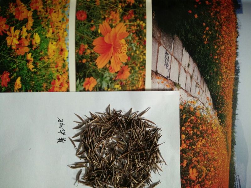打造花海种子品种有哪些