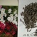 打造花海种子品种有哪些