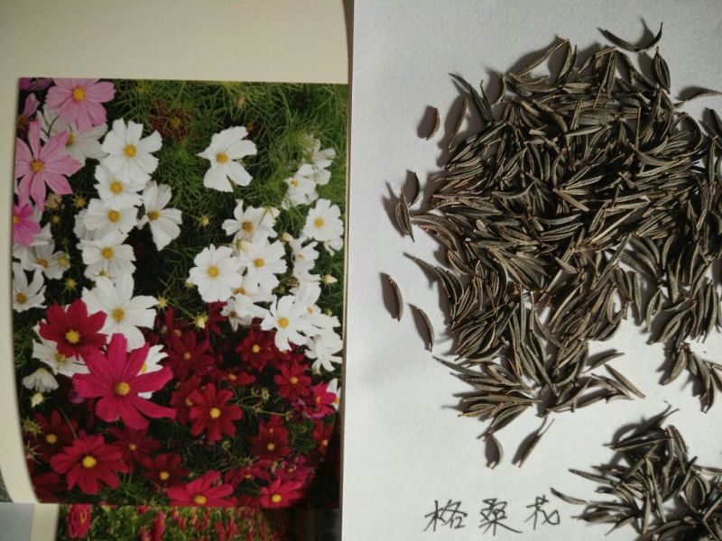 打造花海种子品种有哪些