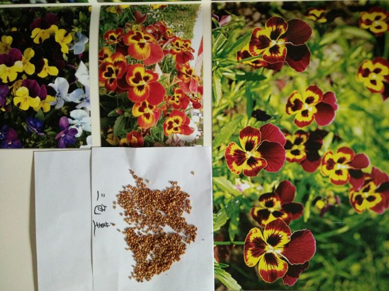 打造花海种子品种有哪些