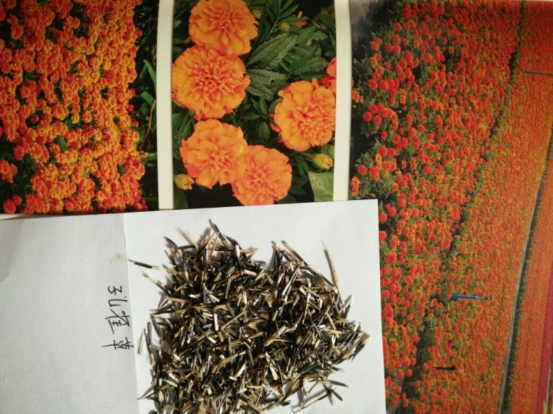 打造花海种子品种有哪些