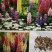 打造花海种子品种有哪些