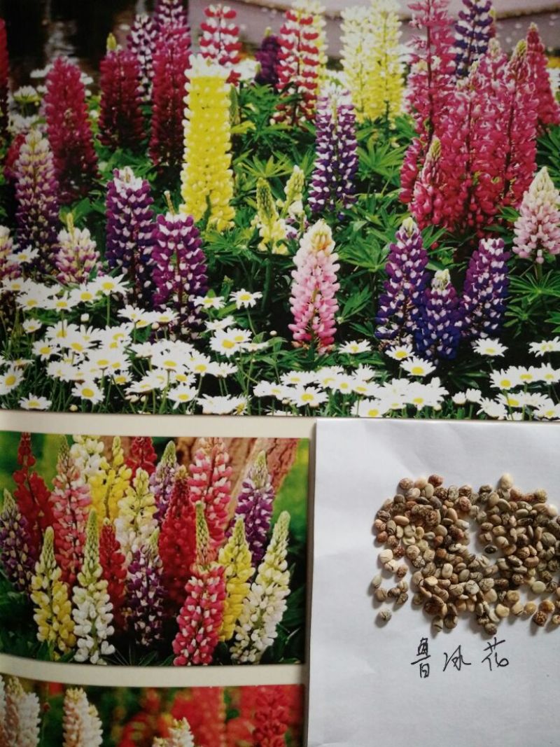 打造花海种子品种有哪些