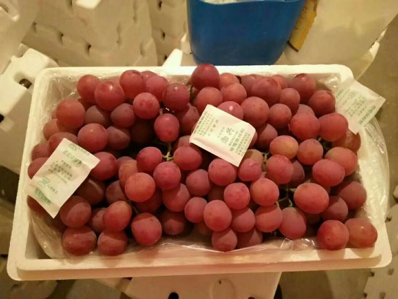 红提葡萄5%以下1~2斤