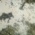 韭菜种子散装