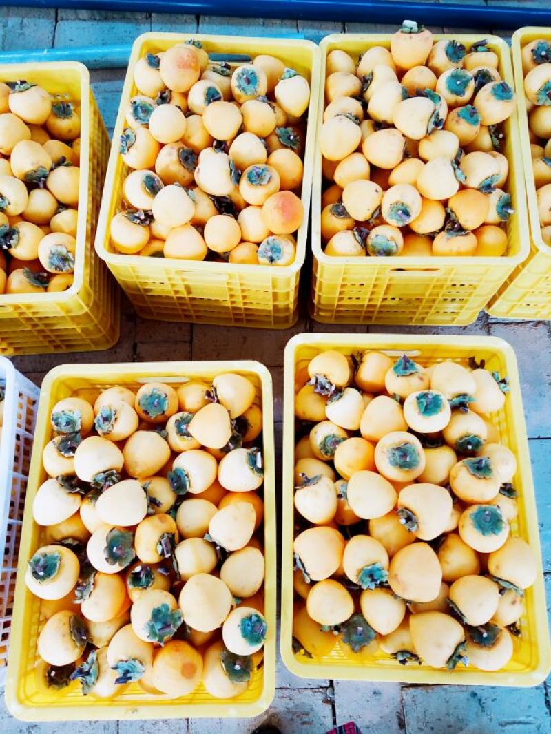 柿饼2.5两以上