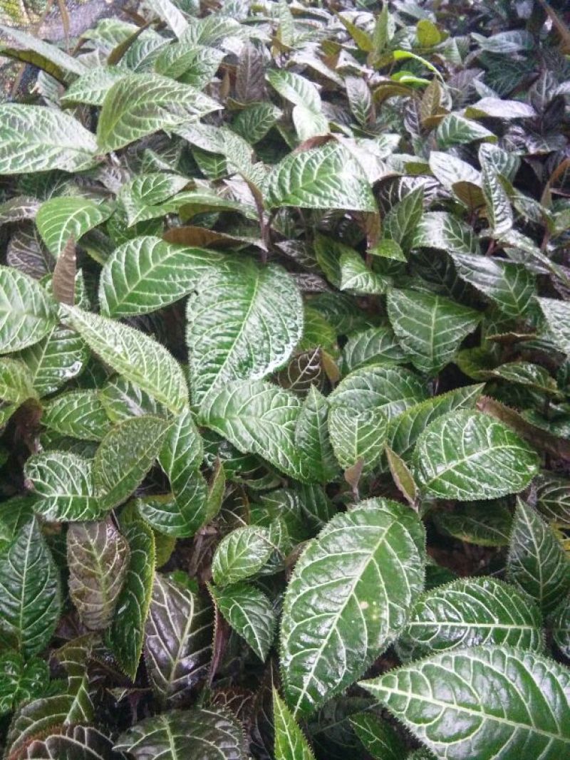 走马胎苗，防城港走马胎小苗，可以指导种植。