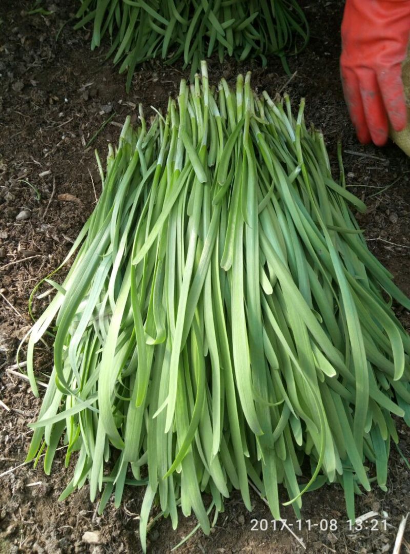 平丰六号，大叶韭菜二茬捆重2.5斤左右
