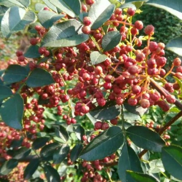 花椒一级鲜