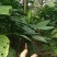 走马胎苗，防城港走马胎小苗，可以指导种植。