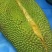 菠萝蜜10~15公斤