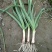 红根蒜苗40~45cm