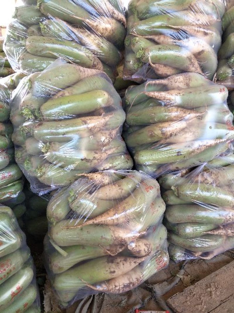 精品青萝卜质量好颜色绿个头均匀1.5~2斤起