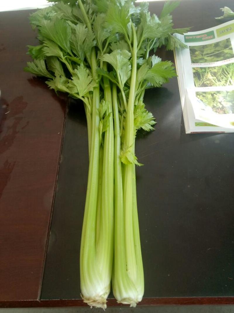 美国文图拉芹菜60cm以上