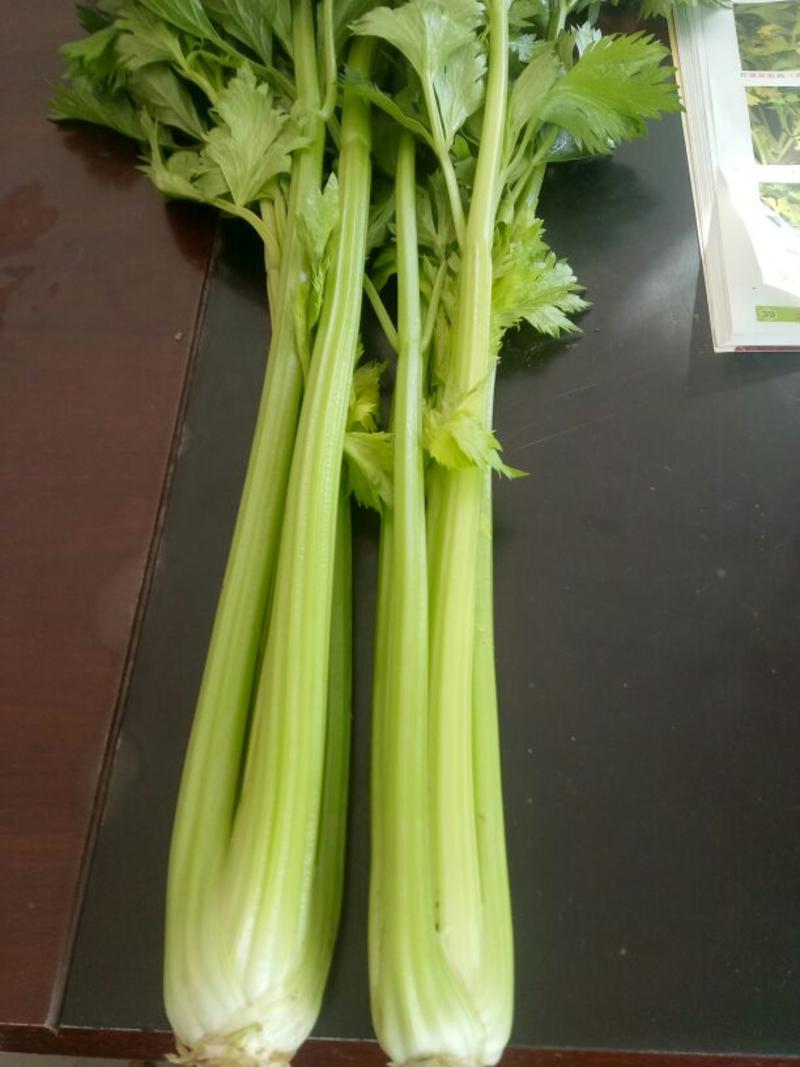 美国文图拉芹菜60cm以上