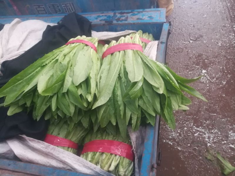 【精选】油麦菜河北邯郸油麦菜产地直销价优直供商超