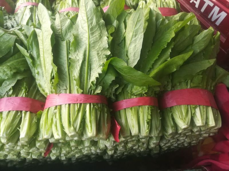 【精选】油麦菜河北邯郸油麦菜产地直销价优直供商超
