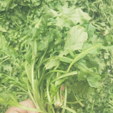 荠菜5cm以上