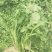 荠菜5cm以上