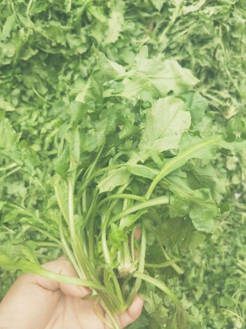 荠菜5cm以上