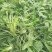 荠菜5cm以上