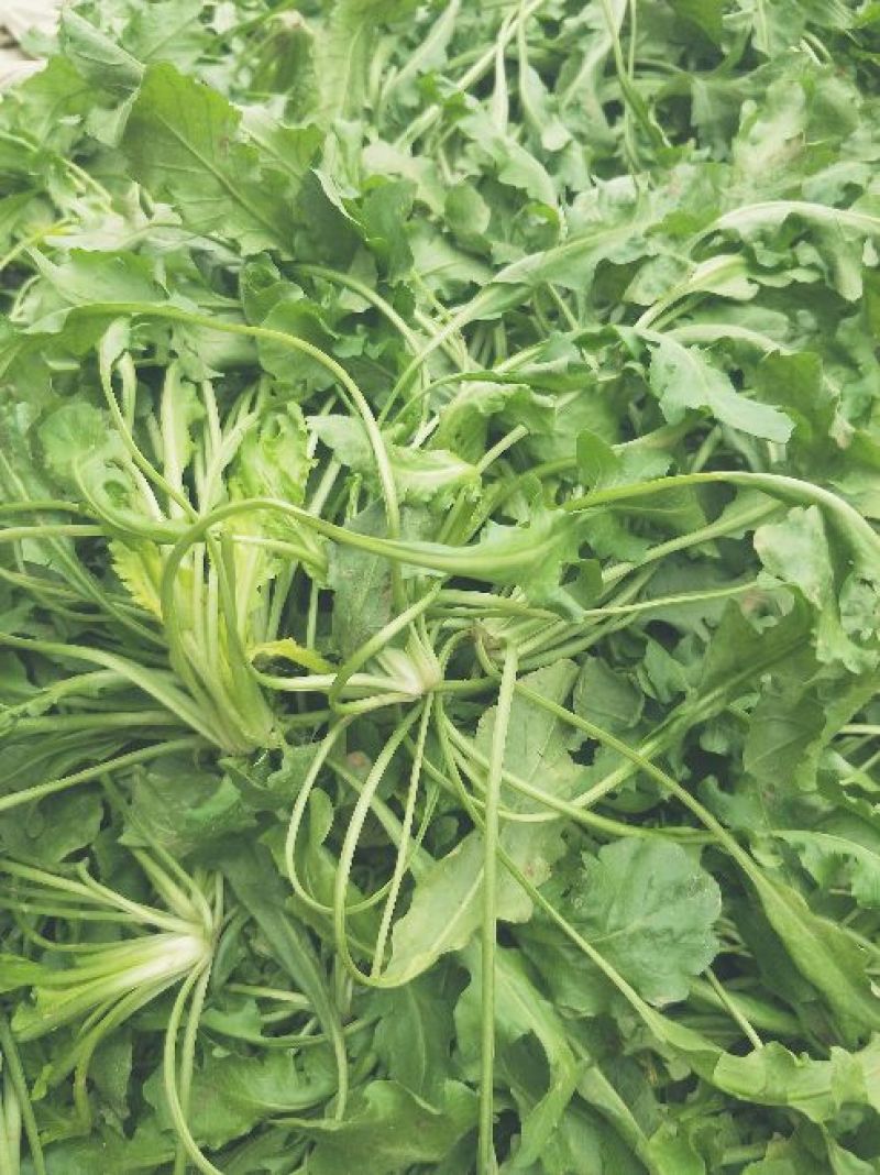 荠菜5cm以上