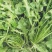 荠菜5cm以上
