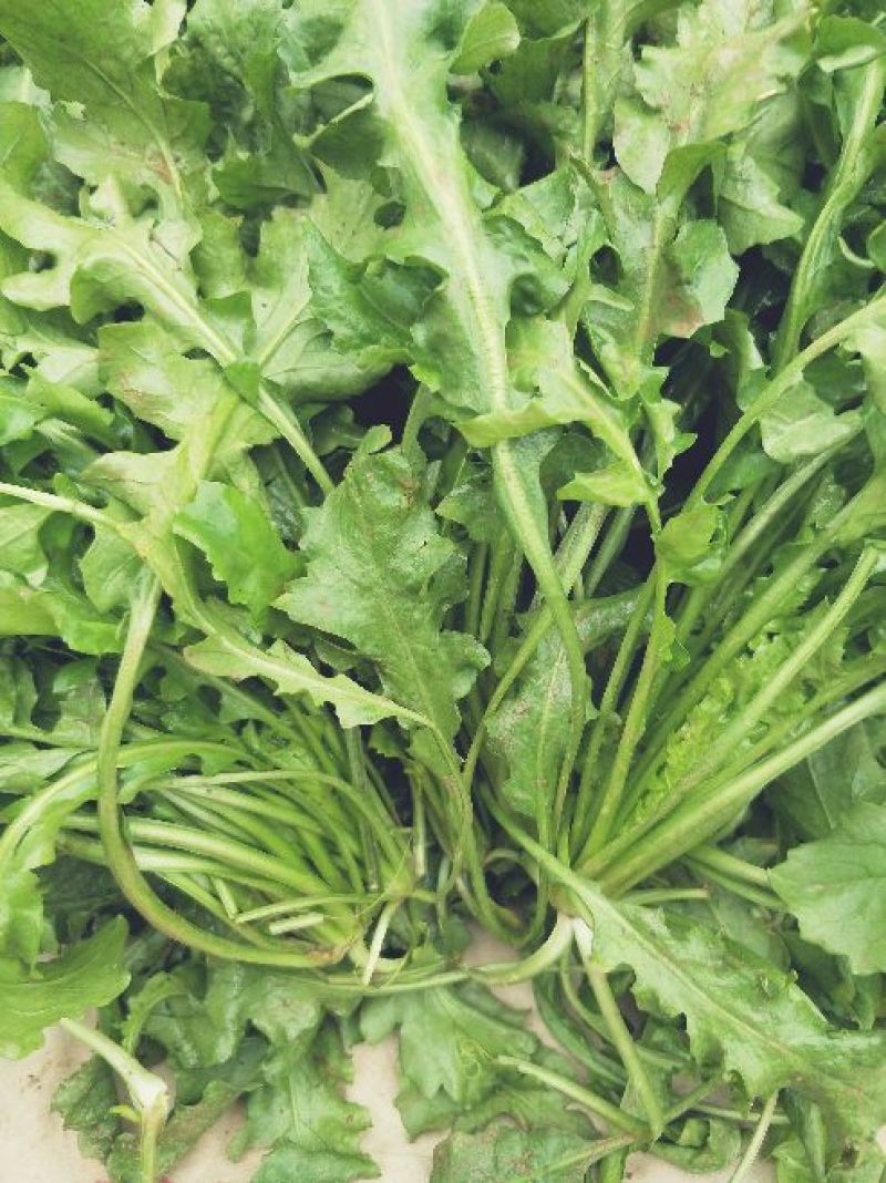 荠菜5cm以上
