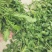 荠菜5cm以上