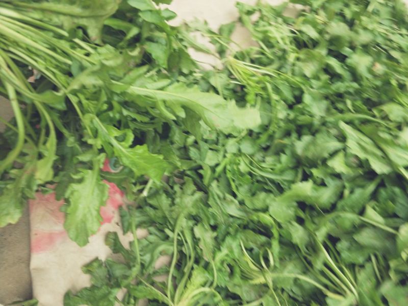 荠菜5cm以上