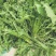 荠菜5cm以上