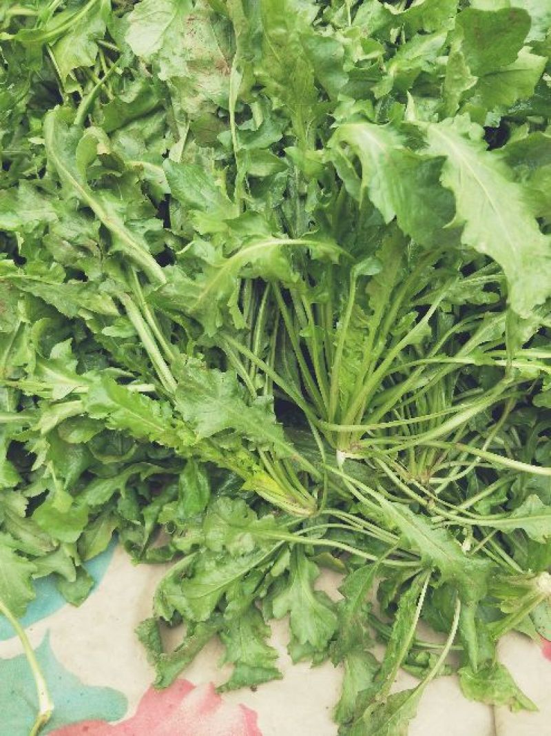 荠菜5cm以上