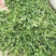 荠菜5cm以上