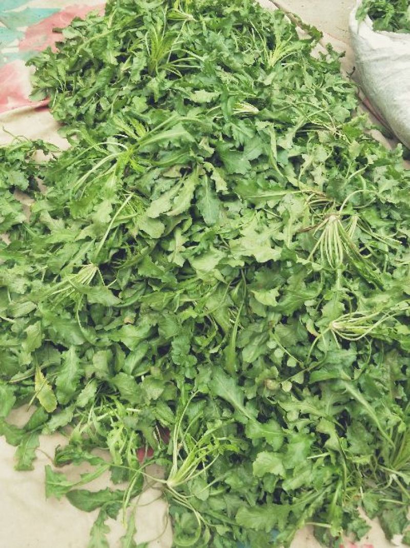 荠菜5cm以上