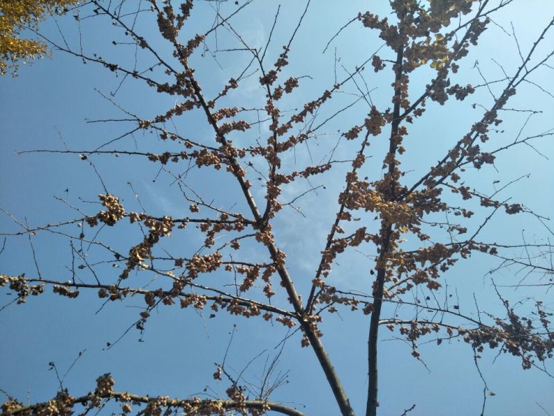 银杏果自家量大可议价