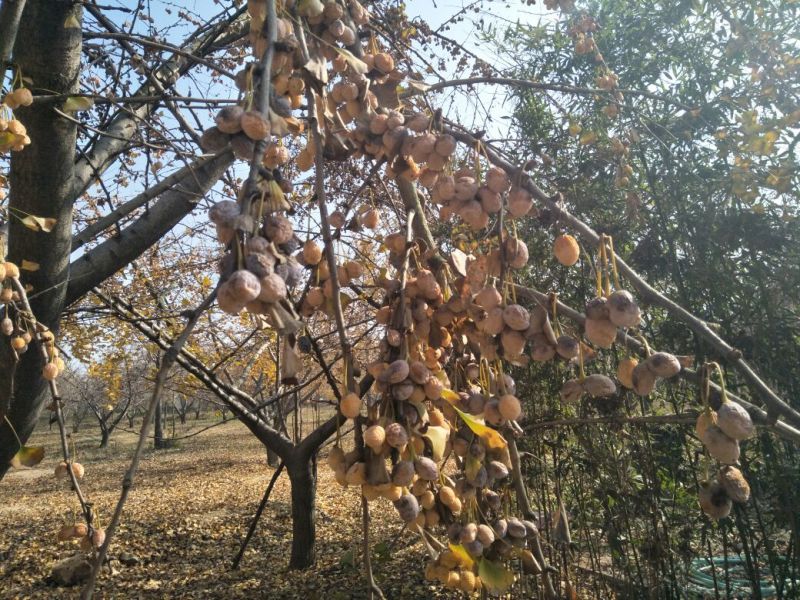 银杏果自家量大可议价