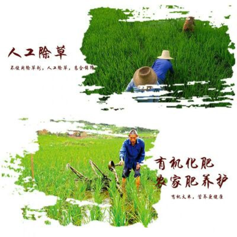 大米新米一级