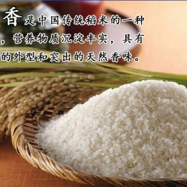 大米新米一级