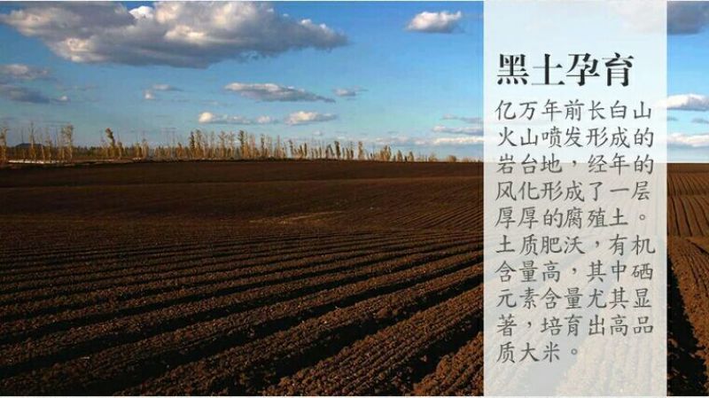 大米新米一级