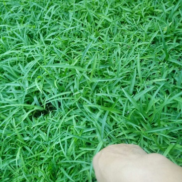 白芨