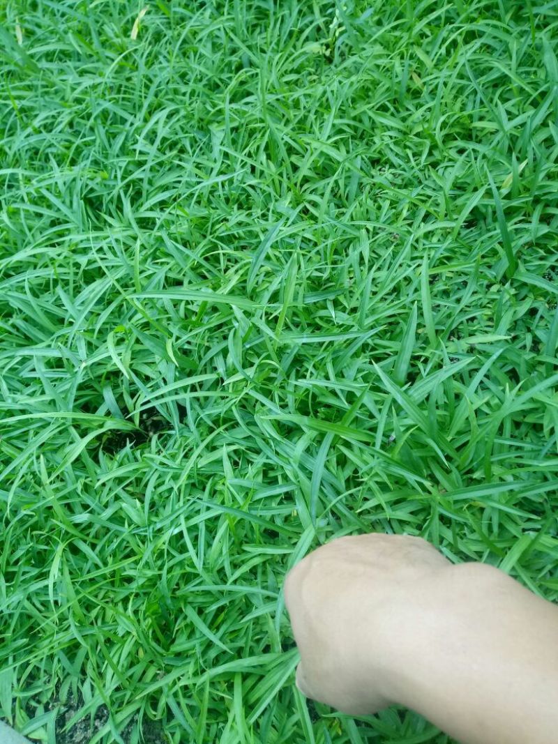 白芨