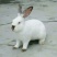 肉兔3~5
