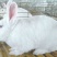肉兔3~5