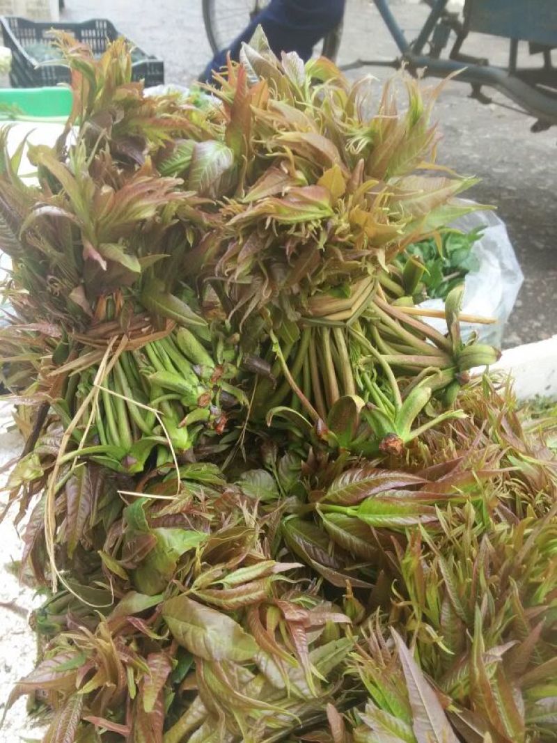 香椿
