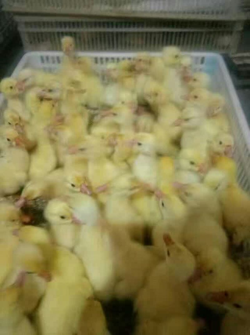 鸡苗35~45克出壳苗通货