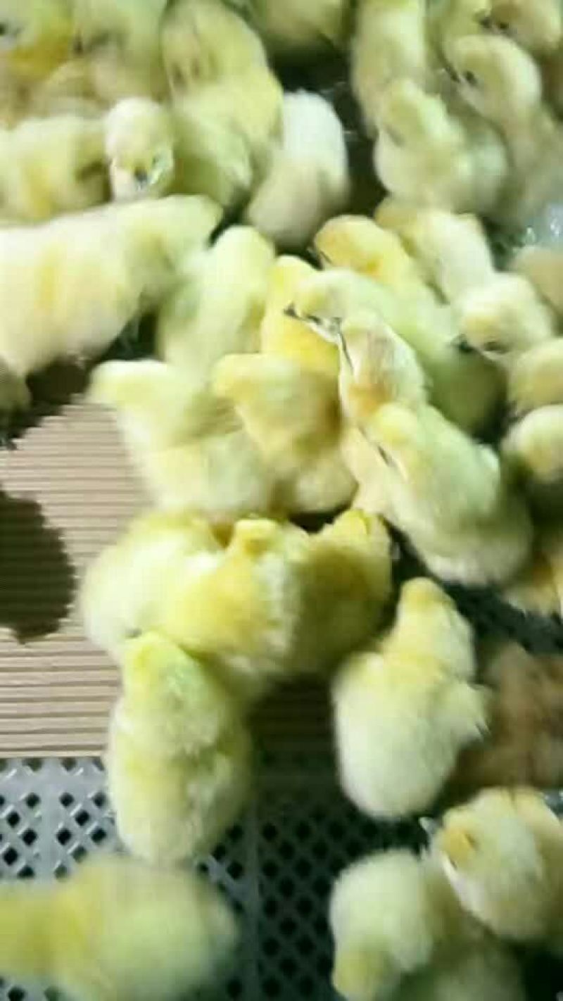 鸡苗35~45克出壳苗通货