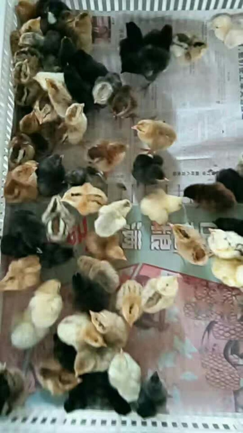 鸡苗35~45克出壳苗通货