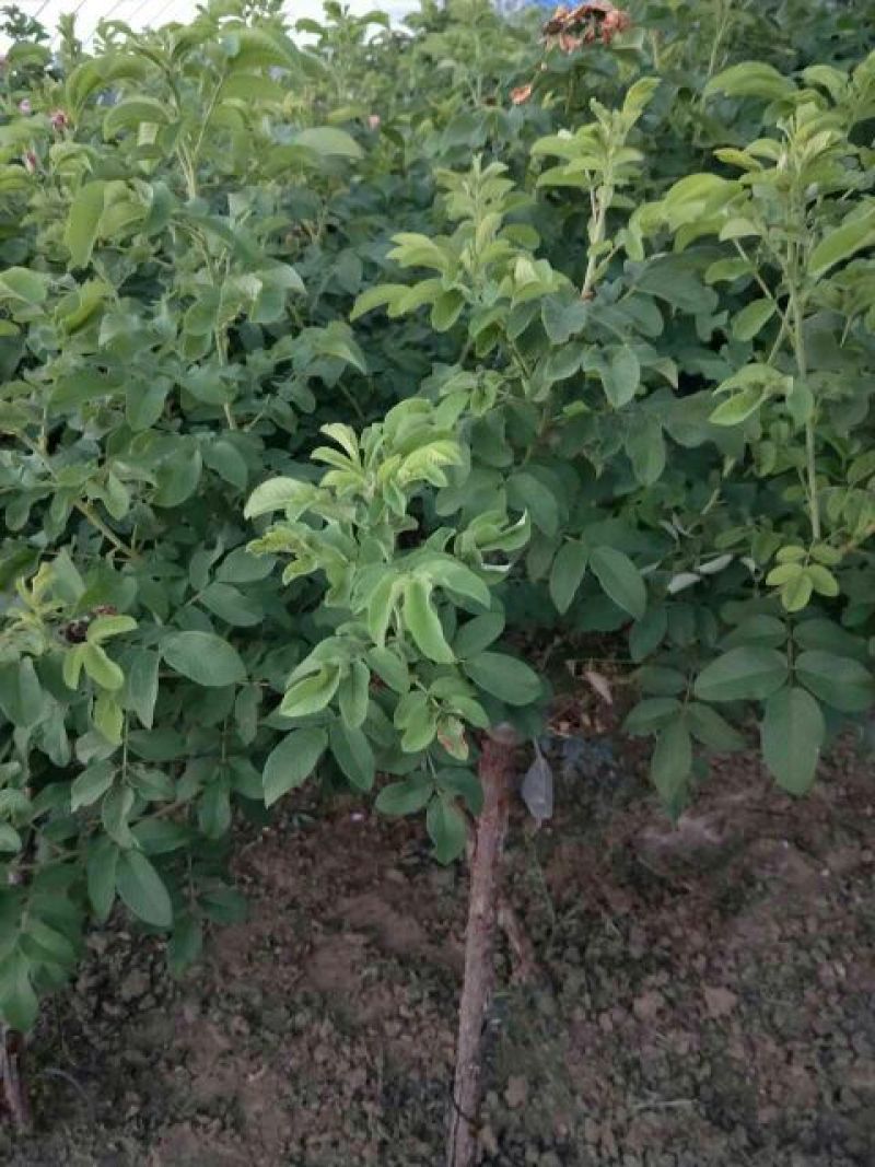 树桩玫瑰培育新品种花瓣食用泡茶美容，用于绿化工程