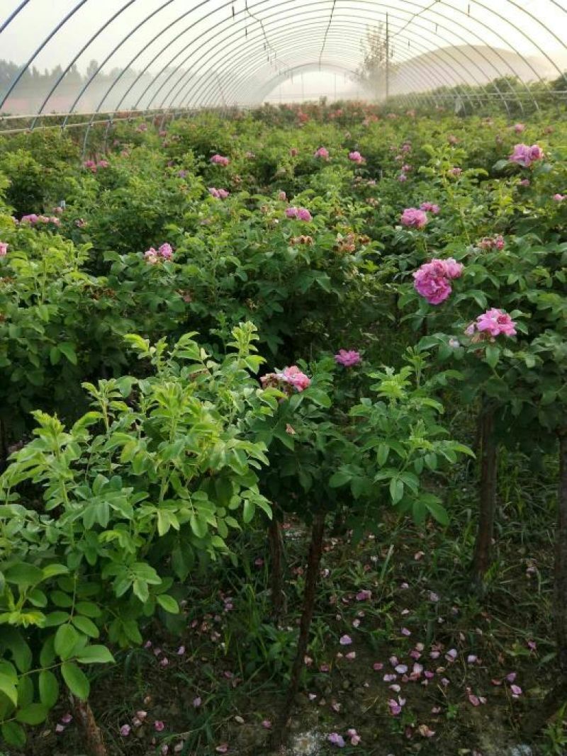 树桩玫瑰培育新品种花瓣食用泡茶美容，用于绿化工程