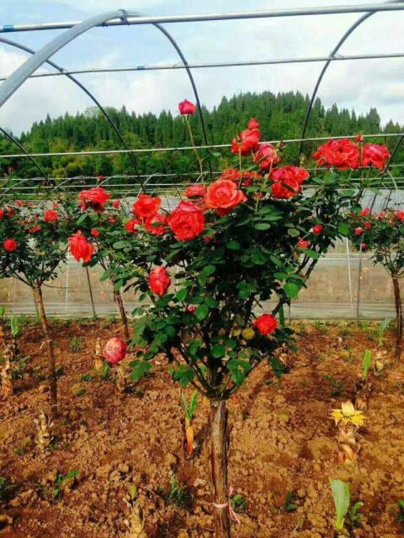 河南南阳树状月季一手货源基地直销成活率高花期长
